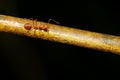 Close up red ant on stick tree in nature at thailand Royalty Free Stock Photo