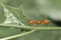 Close up red ant is team work insect on green leaf in nature Royalty Free Stock Photo