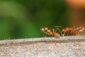 Close up red ant on tree in nature background at thailand Royalty Free Stock Photo