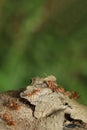 Close up red ant on tree in nature background at thailand Royalty Free Stock Photo