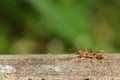 Close up red ant on tree in nature background at thailand Royalty Free Stock Photo