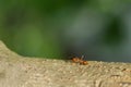 Close up red ant on tree in nature background at thailand Royalty Free Stock Photo