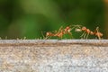 Close up red ant on tree in nature background at thailand Royalty Free Stock Photo