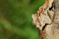 Close up red ant on tree in nature background at thailand Royalty Free Stock Photo