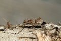 Close up red ant on tree in nature background at thailand Royalty Free Stock Photo