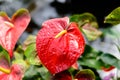 Close up of Red Anthurium flower in botanic garden Royalty Free Stock Photo
