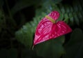 Close-up of red Anthurium flower with yellow pollen on a dark green background. Royalty Free Stock Photo