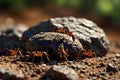 Close-up of red ants on the ground with stones in the background. Created with Generative AI Royalty Free Stock Photo