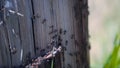 Close-up of red ants running on tree. Clip. Lot of red ants run fast on tree on sunny day. Nature and life of ants