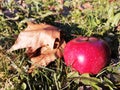 Close up of a red apple and a golden leaf in the green grass. Autumn cold morning.