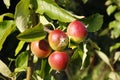 Apples growing on an apple tree in Summer