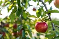Close up of red apples growing in an old orchard at sunshine. Ripe apples on tree branch Royalty Free Stock Photo