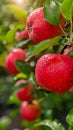 A close up of red apples on a tree