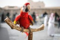 Close-up red Ara parrot sitting on wooden perch. Royalty Free Stock Photo
