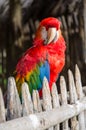 Close up of a red ara Parrot on a wooden fence in the Rainforest of Ecuador