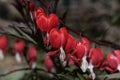 a close up of red Asian bleeding-heart flowers Royalty Free Stock Photo