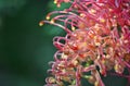 Close up of a red Australian native grevillea flower Royalty Free Stock Photo