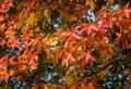Close-up of red autumn leaf of Liquidambar styraciflua, commonly called American sweetgum Amber tree on blue sky background Royalty Free Stock Photo