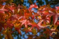 Close-up of red autumn leaf of Liquidambar styraciflua, commonly called American sweetgum Amber tree on blue sky background Royalty Free Stock Photo