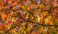 Close-up of red autumn leaf of Liquidambar styraciflua, commonly called American sweetgum Amber tree  with green spiky balls see Royalty Free Stock Photo