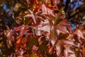 Close-up of red autumn leaf of Liquidambar styraciflua, commonly called American sweetgum Amber tree Royalty Free Stock Photo