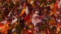 Close-up of red autumn leaf of Liquidambar styraciflua, commonly called American sweetgum Amber tree. Royalty Free Stock Photo