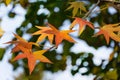 Close-up of red autumn leaves of Liquidambar styraciflua, commonly called American sweetgum Amber tree Royalty Free Stock Photo