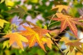 Close-up of red autumn leaves of Liquidambar styraciflua, commonly called American sweetgum Amber tree Royalty Free Stock Photo