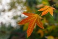 Close-up of red autumn leaves of Liquidambar styraciflua, commonly called American sweetgum Amber tree Royalty Free Stock Photo