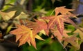 Close-up of red autumn leaves of Liquidambar styraciflua, commonly called American sweetgum Amber tree Royalty Free Stock Photo