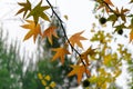 Close-up of red autumn leaves of Liquidambar styraciflua, commonly called American sweetgum Amber tree Royalty Free Stock Photo