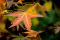 Close-up of red autumn leaves of Liquidambar styraciflua, commonly called American sweetgum Amber tree Royalty Free Stock Photo