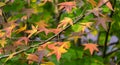 Close-up of red autumn leaves of Liquidambar styraciflua, commonly called American sweetgum Amber tree Royalty Free Stock Photo