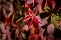 Close-up of red autumn leaves of Parthenocissus quinquefolia Virginia creeper, Victoria creeper, five-leaved ivy Royalty Free Stock Photo