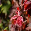 Close-up of red autumn leaves of Parthenocissus quinquefolia Virginia creeper, Victoria creeper, five-leaved ivy on a blurred ba Royalty Free Stock Photo