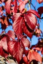 Close-up of red autumn leaves of Parthenocissus quinquefolia Virginia creeper, Victoria creeper, five-leaved ivy on a blurred Royalty Free Stock Photo