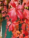 Close-up of red autumn leaves of Parthenocissus Royalty Free Stock Photo