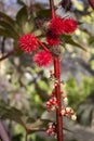 Close up red autumn fruits flowers in the garden Royalty Free Stock Photo