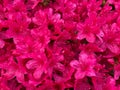 Close up Red Azalea Flowers in April