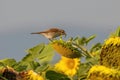 Close up of Red-backed shrike Lanius collurio in nature