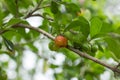 Red Barbados or Acerola Cherry