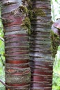 Close Up of the Red Bark of a Tibetan Cherry Tree with Moss Growing on the Trunk