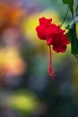 Close up of red beautiful exsotic flower with green leafs. Flowering plant. Colorful background. Tropical scenery. Bali island, Royalty Free Stock Photo