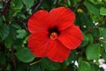Close up red beautiful hibiscus flower from the mallow family, Malvaceae. Royalty Free Stock Photo