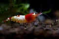 Close up red bee with thick red head stay calm with other type shrimp as background in freshwater aquarium tank Royalty Free Stock Photo