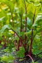 Close up of Red beet. Beetroot plant in the field. Concept of agriculture gardening in country side living. Veganism