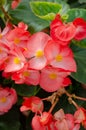 Close up of red begonia cucullata or wax begonia