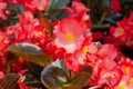 Close up of red begonia cucullata or wax begonia Royalty Free Stock Photo