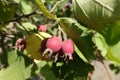 Closeup of red berries on branch of hawthorn Royalty Free Stock Photo