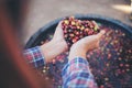 Close up red berries coffee beans on agriculturist Royalty Free Stock Photo